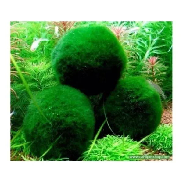 TROPİKAL Marimo Şans Yosun Topu (MOSS BALL) 1 Ad Çap 2 Cm
