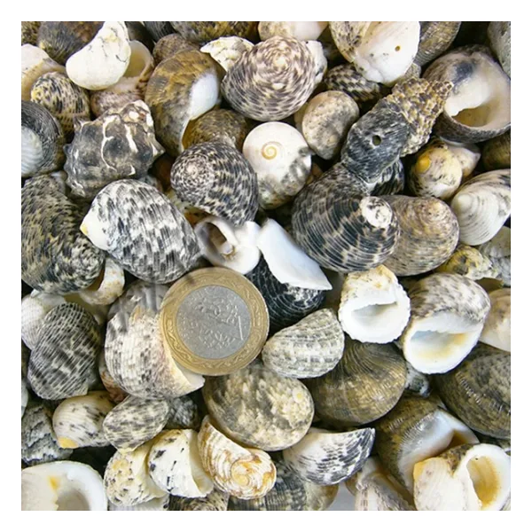 Sea Nerita Kiloluk Deniz Kabuğu (1 Kg)