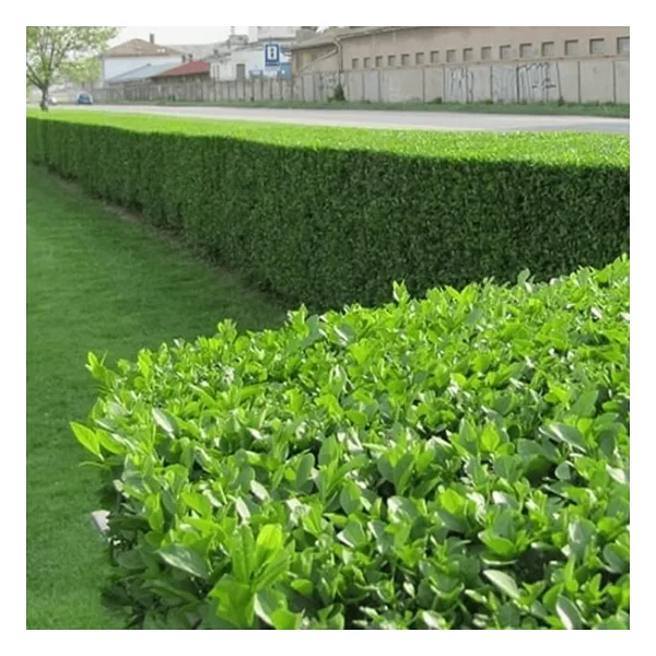 TNC Garden Groups Ligustrum - Kurt Bağrı Çit Bitkisi 200 Adet