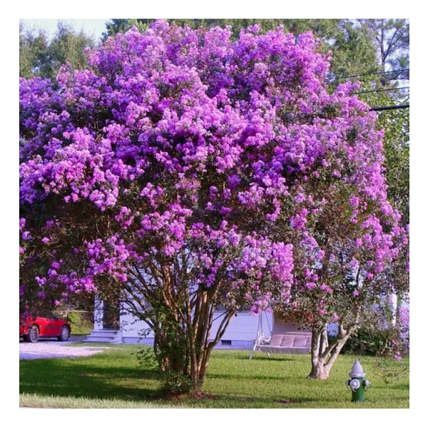 mutbirlik Tüplü Mor Çiçekli Lagerstroemia Indica Oya Ağacı