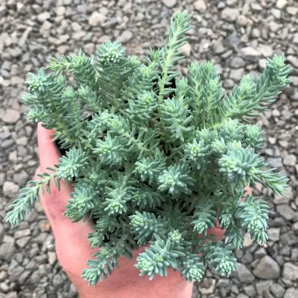 Tunç Botanik SEDUM REFLEXUM 'Blue Spruce' - 45 ADET YER ÖRTÜCÜ SUKULENT