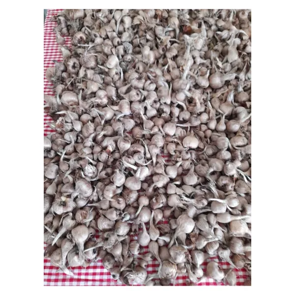Zeysen Tropikal 40 Adet Safranbolu Gerçek Safran Soğanı Crocus Sativus