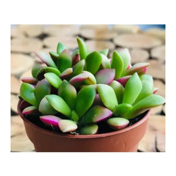 EGZOTİKBAHÇE Anacampseros Telephiastrum Succulent Doğal Pembe Dolgun Sukulent
