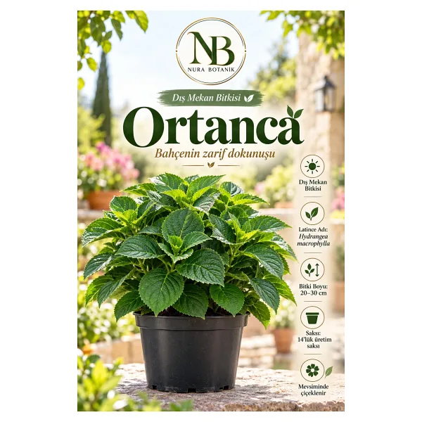 Nura Botanik Aşılı Tüplü Ebruli Mavi Ortanca Çiçeği Fidanı