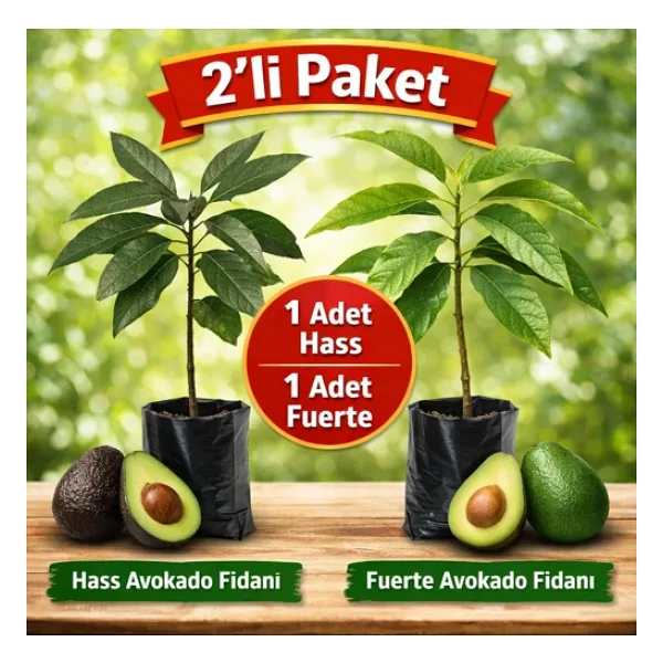 2'li Paket Aşılı Avokado Fidanı (Hass + Fuerte) - Tüplü, 70 cm, Yüksek Verimli