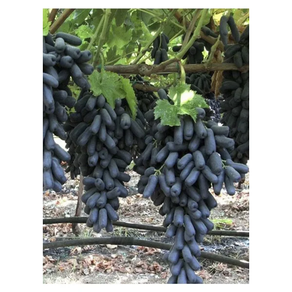 serada decor & plant Videolu Parmak Aşılı Üzüm Siyah Renkli (40 60 CM)1 Adet Dış Mekan Bitkisi Blackcurrant