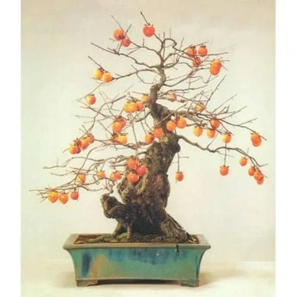 Bodur Bonsai Hurma Ağacı Tohumu 2 Adet Tohum + Hediye Tohum