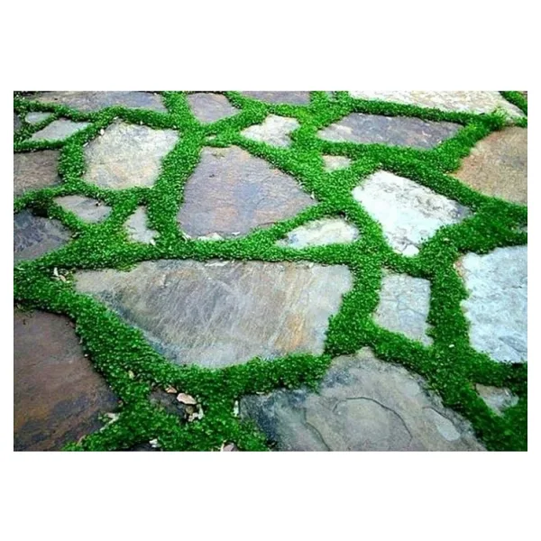 Dichondra Repens Fare Kulağı Tohumu 500+ Tohum