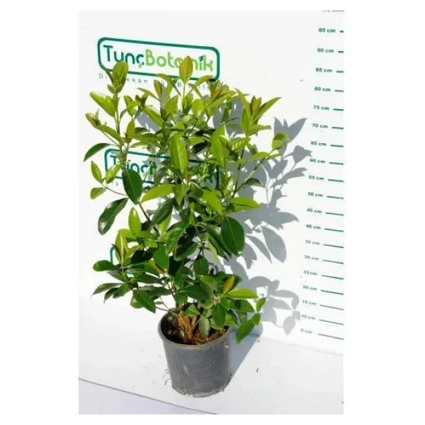 KARTOPU LUCİDUM 3 ADET- 1 METRE ÇİT BİTKİSİ