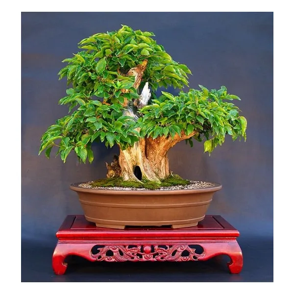 Bodur Bonsai Kızılcık Ağacı Tohumu 5 Tohum+Saksı+Toprak+Hediye To