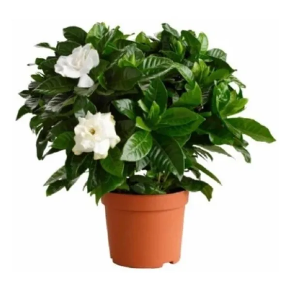 Gardenya Çiçeği 10-20 Cm
