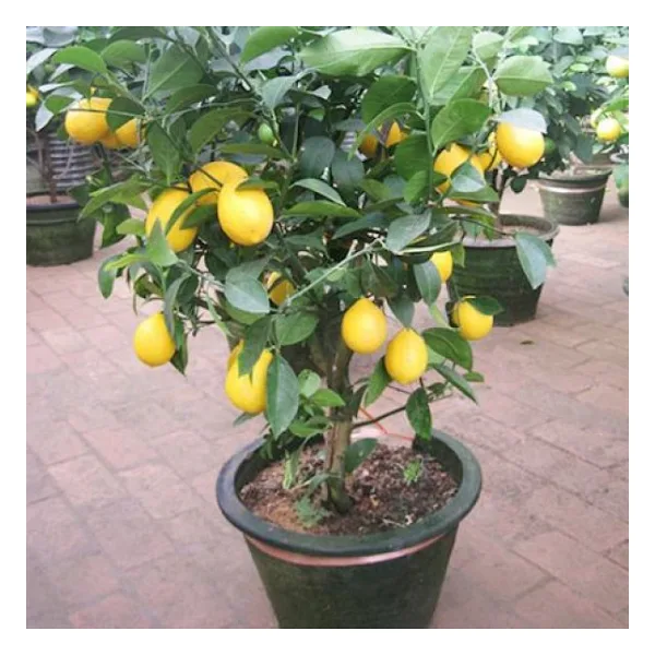 Bodur Bonsai Limon Ağacı Tohumu 5 Tohum +Saksı+Toprak+Hediye Tohu