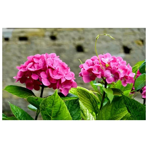 Açık Pembe Canlı Ortanca Çiçeği Fidanı 10-20 Cm
