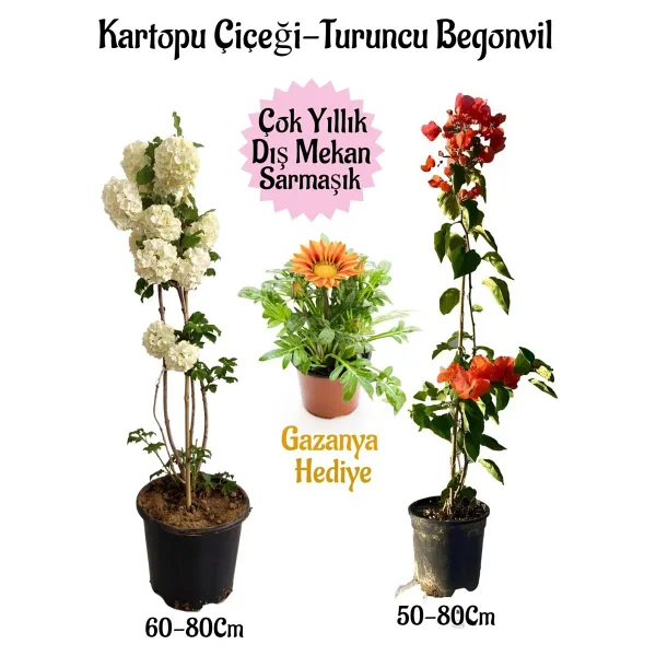 Bitkim Sende Kampanyalı Kartopu Çiçeği 1 Adet Turuncu Begonvil 1 Adet Sarı Gazanya Hediye Bahçe Seti