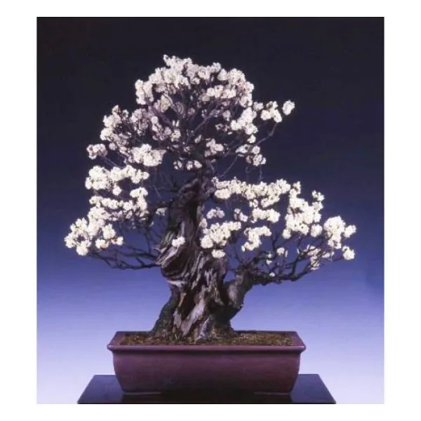 Bodur Bonsai Erik Ağacı Tohumu 2 Tohum +Saksı+Toprak+Hediye Tohum
