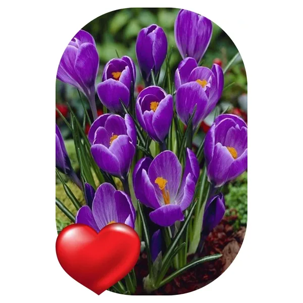 Sarı Tarım 45 Adet Safranbolu Gerçek Safran Soğanı Crocus Sativus