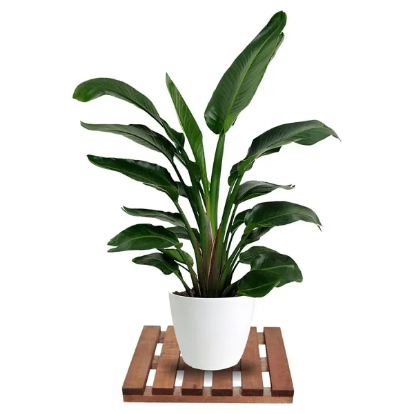 Tekerleksiz Ahşap Saksı Altlığı Damacana Tüp Saksı Sehpası 30X30 cm