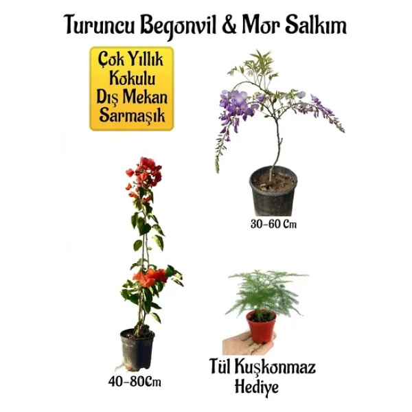 Nura Botanik Turuncu Begonvil Çiçeği+Mor Salkım Ağacı Fidanı Tül Kuşkonmaz Hediyeli Bahçe Peyzaj Seti