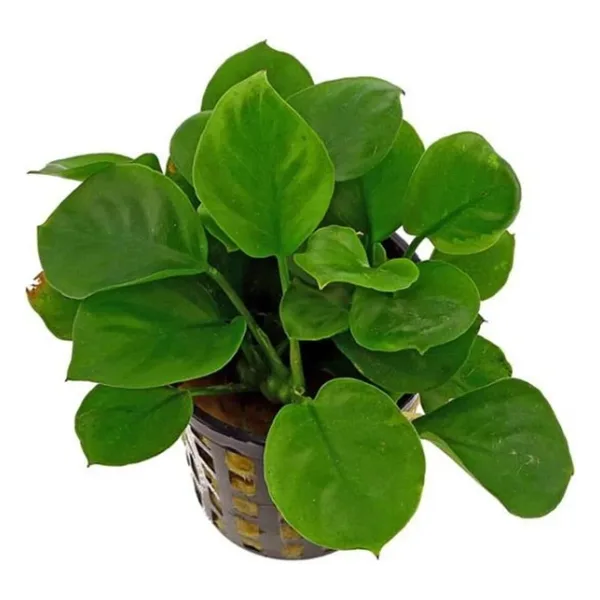 Anubias Barteri Round Golden Coin 5-6 Yapraklı Canlı Bitki