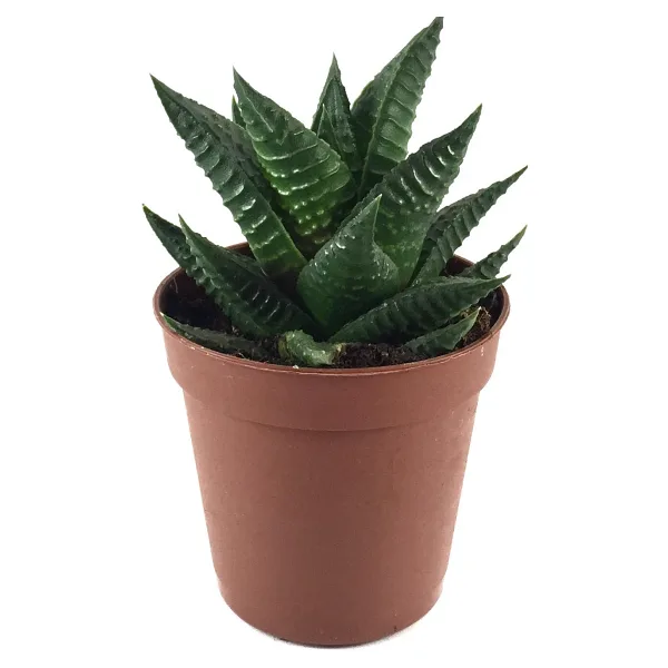 Betonish Haworthia Limifolia (Sukulent)