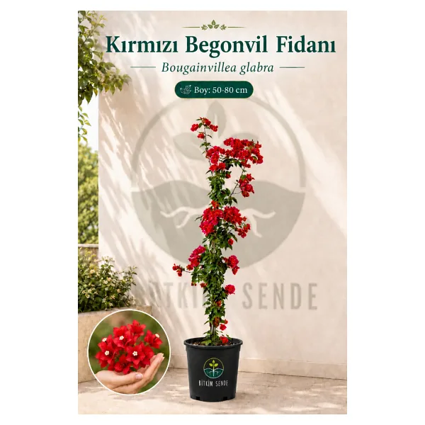 Bitkim Sende Videolu Kırmızı Begonvil Fidanı 1adet Saksılı 50-110cm (RED BOUGAİNVİLLEA)
