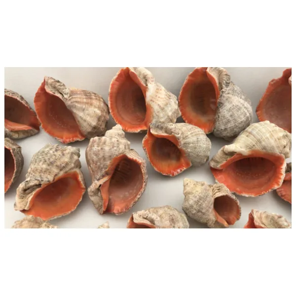 Gongaz Deniz Kabuğu Süs Dekoratif Akvaryum Süsleme 3-4 Cm 5 Adet