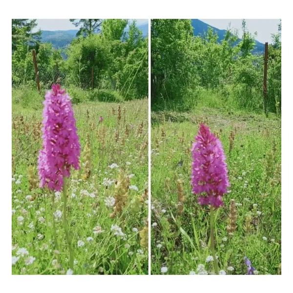 Hınzır Salep Yumrusu 200 Ad Serapies,arılı,kum Salep Yumru Gönderimi Yapılacaktır