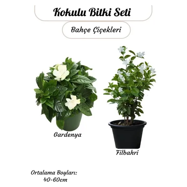 Nura Botanik 2'li Kokulu Bitki Seti Filbahri (Philadelphus) +Gardenya Çiçeği Bahçe Balkon Çiçeği