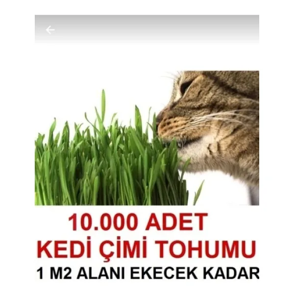 Tohumgübre Uzun Ömürlü Kedi Çimi Tohumu