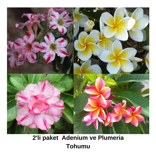Bade 2'li Paket Karışık Renklerde Adenium Çöl Gülü Tohumu ve Plumeria Tohumu Toplam 10 Adet