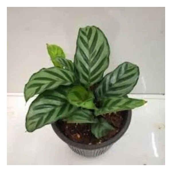 Calathea Louisae Dua Çiçeği 12cm Ø - Yeşil Bitki