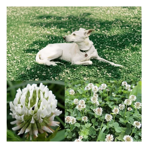 ZENGARDEN EV VE BAHÇE Beyaz Trifolium Repens Tohumu Üçgül Çiçekli Yerörtücü -100gr
