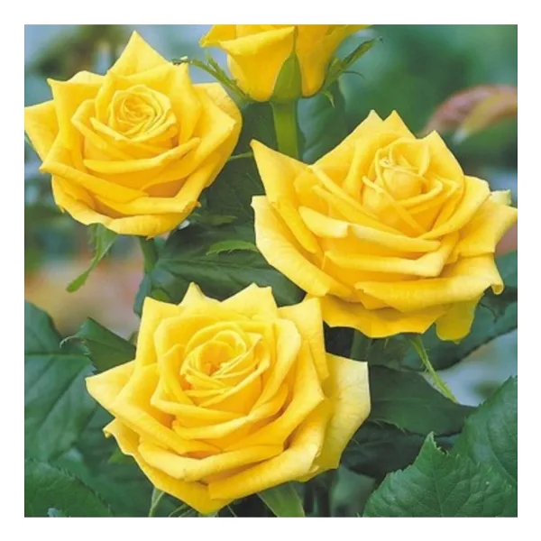 Mimoza Açık Sarı Yediveren Sarı Katmerli Sarmaşık Gül Fidanı 15-25 cm