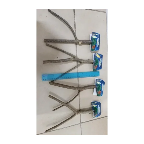 Netx Doğal Ahşap Dal Tünek 30 Cm