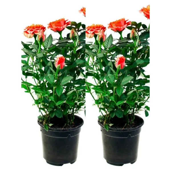 Bitkim Sende Videolu Yediveren Somon Rengi Gül Fidanı 2 ADET Saksılı/Tüplü 30-55 Cm Bahçe Bitkisi (Orange Rose)