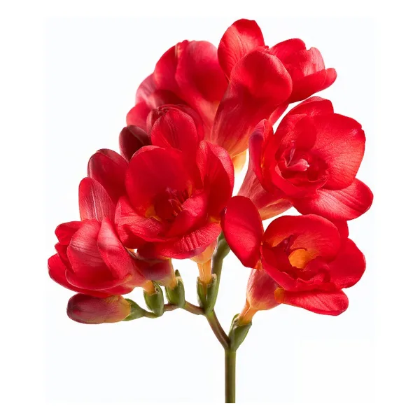 Net Tarım 50 Adet Kırmızı Frezya ( Freesia Bulbs ) Çiçeği Soğanı Katmerli Mis Kokulu