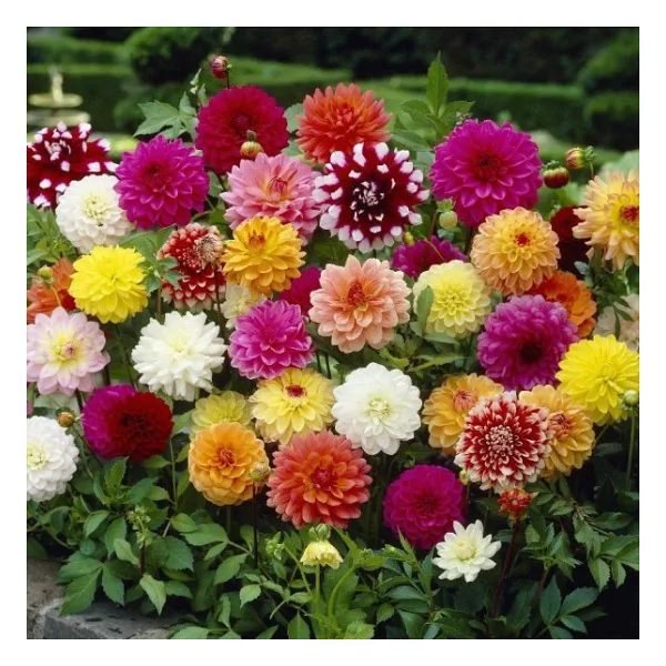 30 Adet Karışık Renkli Dahlia (Yıldız ) Çiçeği Tohumu
