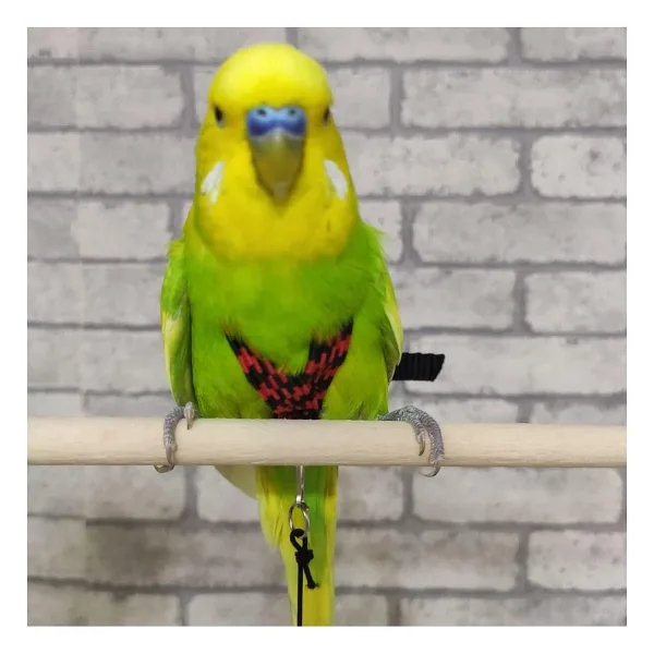 Ozzipetshop Muhabbet Kuş Tasmasi + Süpriz Hediye