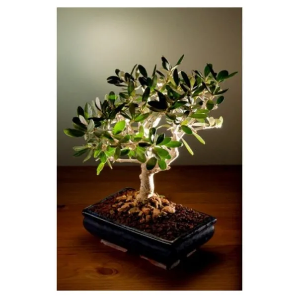 Bodur Bonsai Zeytin Ağacı Tohumu 3 Tohum + Toprak + Saksı+Hediye
