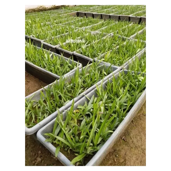 Tropikal Peysaj Salep Fidesi Yumrusu 55 Adet Orkide Orchis Serapias Sahlep Yumru Olarak Gönderilecektir.
