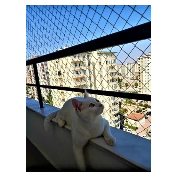 2,50 X 4 Metre Kedi Koruma Filesi Kedi Filesi Balkon Filesi 2 Mm Kedi Güvenlik Filesi
