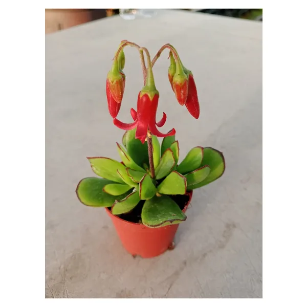 Ravza Çiçekçilik Cotyledon Elisae 5.5 Cm saksı da Kırmızı çiçekli Sukulent