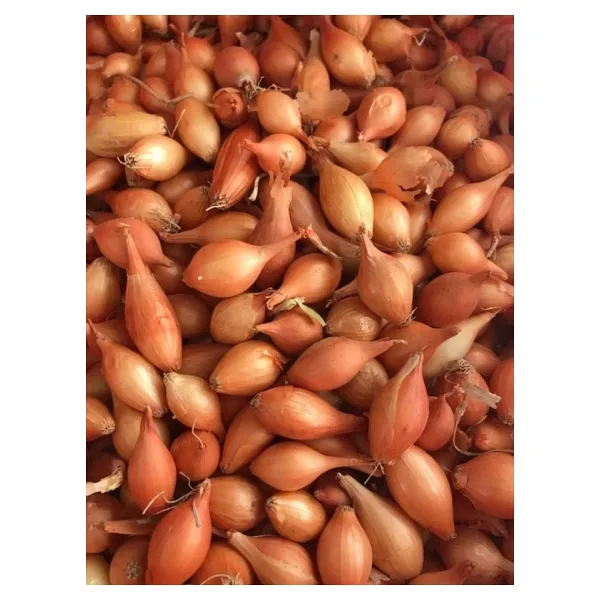 Yerli Arpacık Soğan 2 Numara (500 Gr)