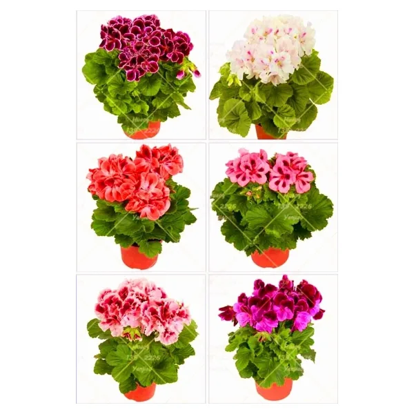 Gardenbox Videolu Karışık Renkli Canlı 2 Adet Sardunya Fidesi 20-40cm Saksılı (GERANİUM)