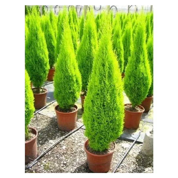 prestijiseed Eko Paket 50 Adet Servi Limon Ağacı Tohumu Limon Servi Ağacı Tohumu Bodur Limon Çamı Tohumu