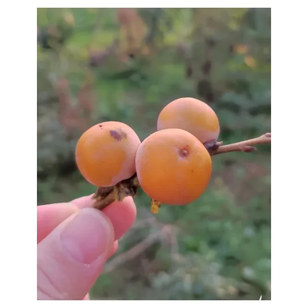 Nutyen Soğuğa Dayanıklı Yabani Cennet Hurması Fidanı (Trabzon Hurması) - Tüplü Kara Hurma - Mini Meyveli