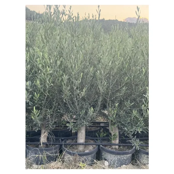 Yılmaz Fide 2 Yaş 1 Metre Uzunluğunda Gemlik Zeytin Fidanı