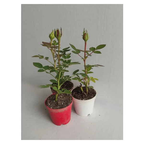 Gardenbox 3' Lü Mini Gül Fidesi Karışık Renk 15-20cm Saksılı (Mix Rose)