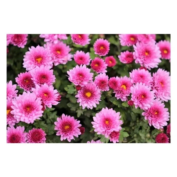 Pembe Kasımpatı Çiçeği Fidanı Saksılı 20-40 Cm