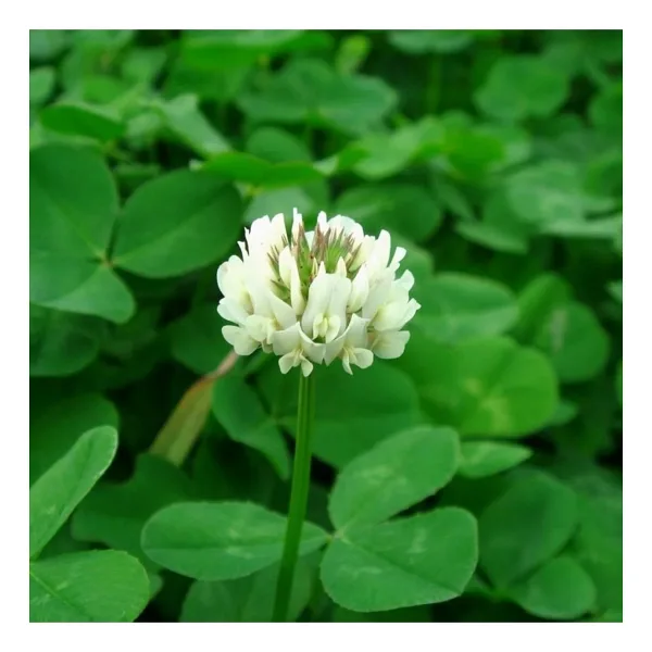 Agrobazaar Ak Üçgül Trifolium Repens Bodur Yonca Tohumu 1 Kg